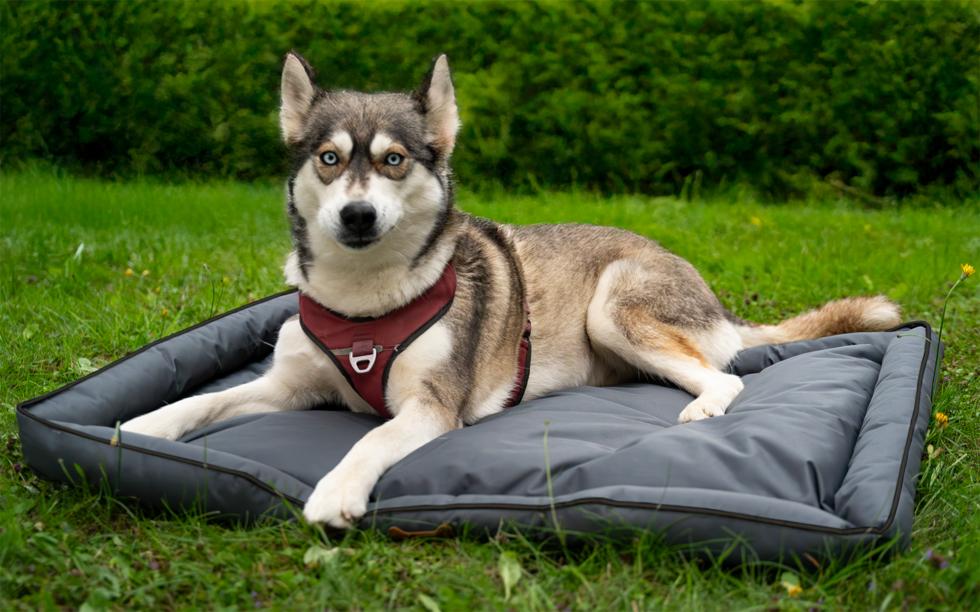Berger PawCloud Hundebett