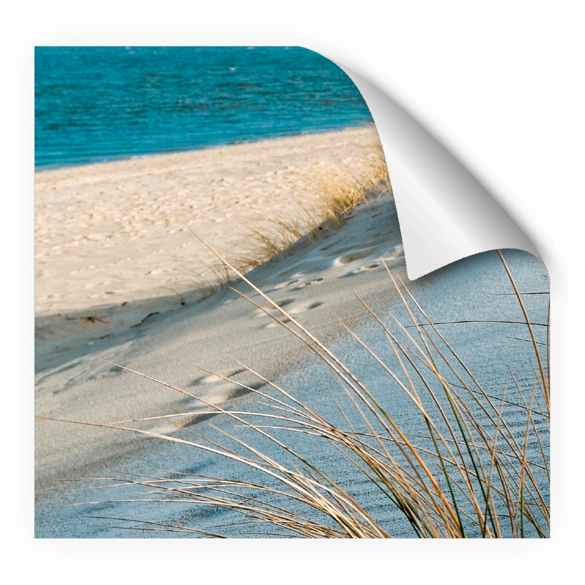 mySpotti Fresh Duschrückwandfolie 90 x 210 cm Motiv Sea Cost